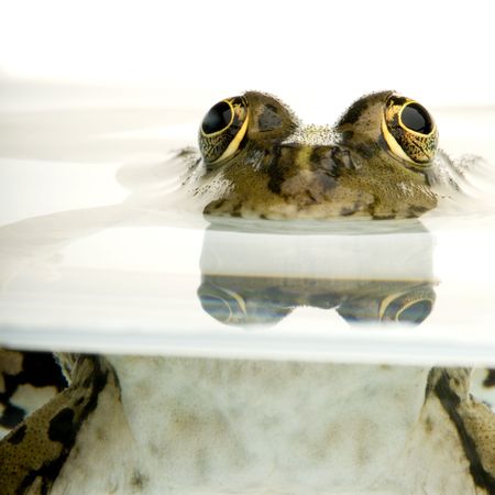 Shot of a frog surfacing in front of a white backgroundの写真素材
