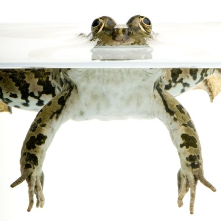 Shot of a frog surfacing in front of a white backgroundの写真素材