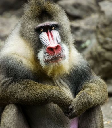 Mandrillus sphinx at the zoo