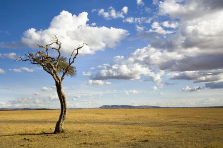 view of a tree in the middle of a plain in the natural reserve of masai mara.の写真素材