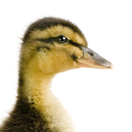 Duckling in front of a white backgroundの写真素材