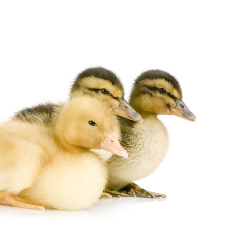 Duckling in front of a white backgroundの写真素材