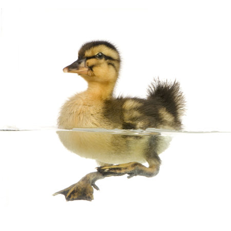 Duckling floating on water in front of a white backgroundの写真素材