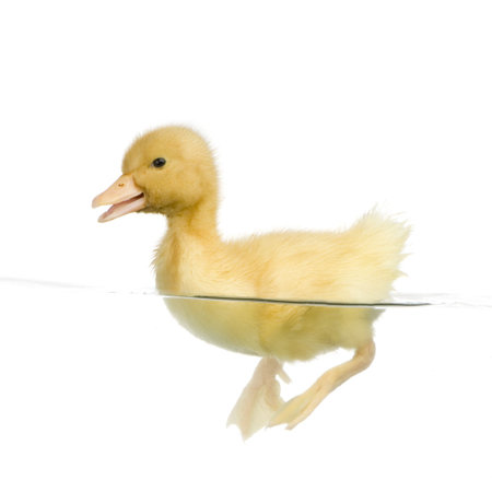Duckling floating on water in front of a white backgroundの写真素材