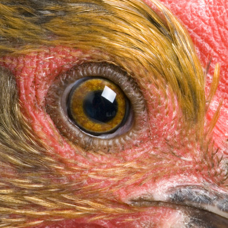 Hen in front of a white backgroundの写真素材