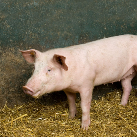 Pig in a shed
