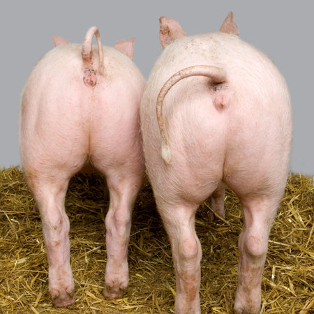 Pig in a shedの写真素材