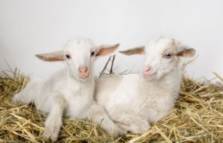 kids in front of a grey backgroundの写真素材