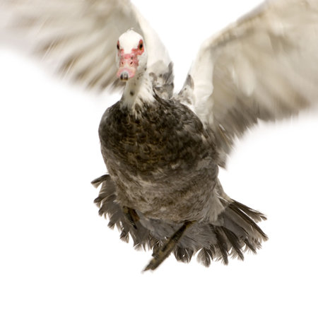 Muscovy Duck in front of a white backgroundの写真素材