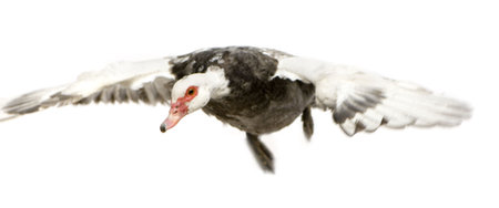 Muscovy Duck in front of a white backgroundの写真素材