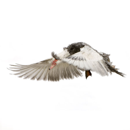 Muscovy Duck in front of a white backgroundの写真素材