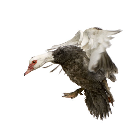 Muscovy Duck in front of a white backgroundの写真素材