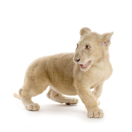 studio shot of a white Lion Cub  (5 months) in front of a white background.の写真素材