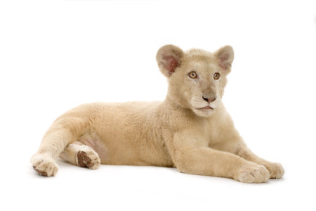 studio shot of a white Lion Cub  (5 months) in front of a white background.の写真素材