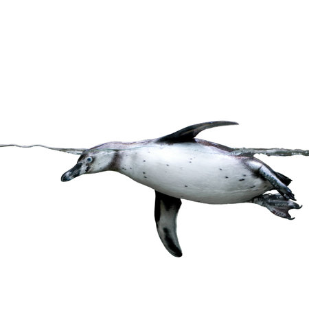 penguin under water isolated on whiteの写真素材