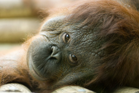 Portrait of an Orang-utan ape lying downの写真素材