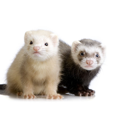 two Ferrets kits (10 weeks) in front of a white backgroundの写真素材