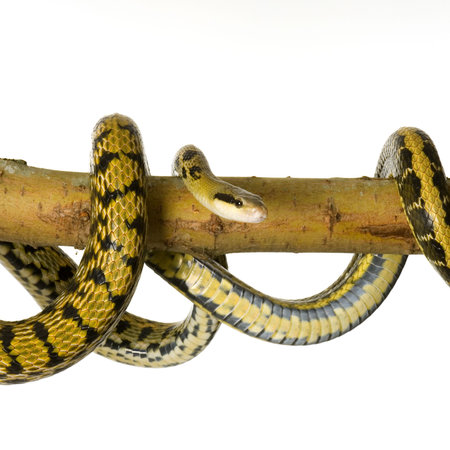 Rat snake in front of a white backgroundの写真素材