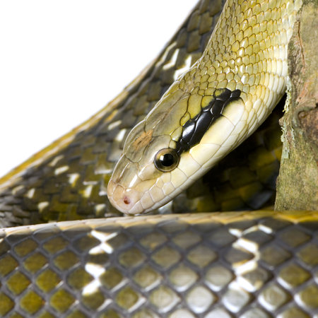 Rat snake in front of a white background