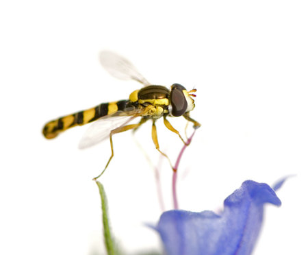 Hoverflies Gathering nectar in front of a white background