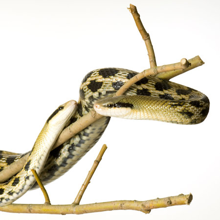 Rat snake in front of a white backgroundの写真素材