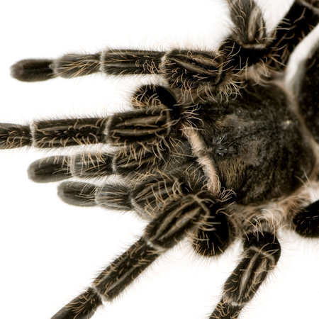 Aphonopelma seemanni in front of a white backgroung