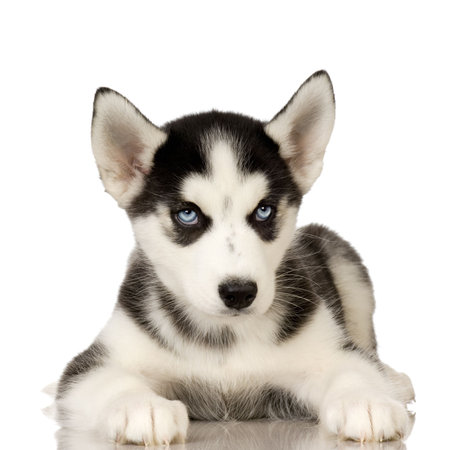 Siberian Husky puppy in front of a white backgroundの写真素材