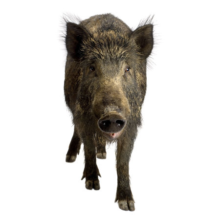 wild boar in front of a white background