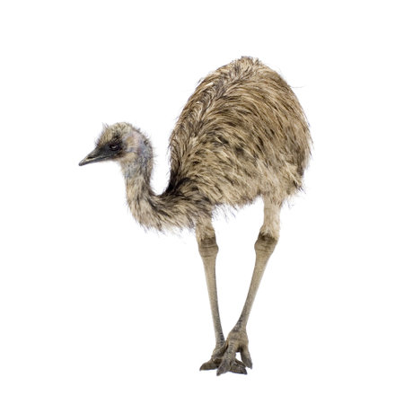 Emu in front of a white background