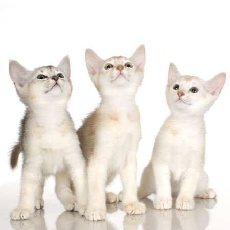 kiten Abyssinian in front of a white backgroundの写真素材