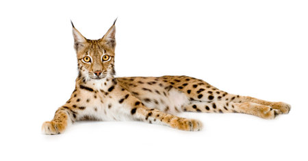 Lynx in front of a white background