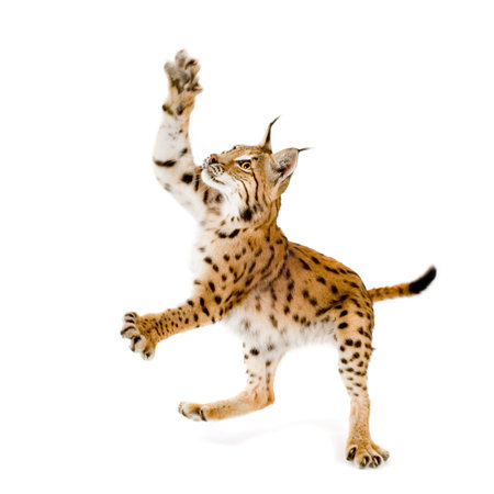 Lynx in front of a white backgroundの写真素材