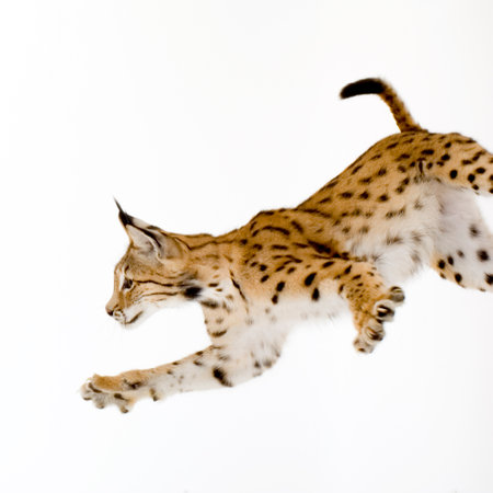 Lynx in front of a white backgroundの写真素材