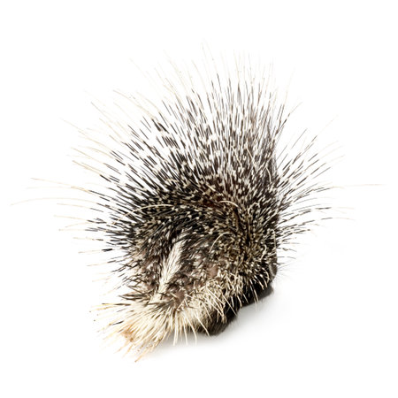 Porcupine in front of a white backgroundの写真素材