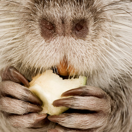 Coypu or Nutria in front of a white backgroundの写真素材