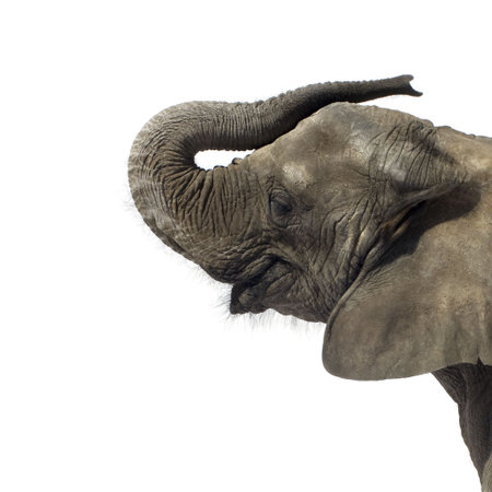Elephant in front of a white backgroundの写真素材