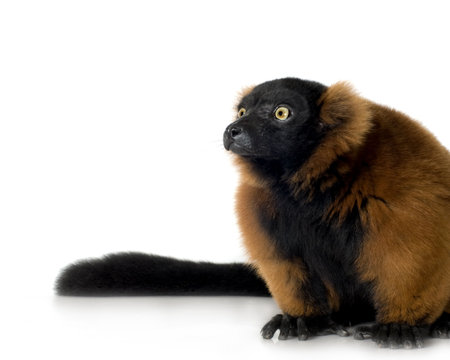 Red Ruffed Lemur in front of a white backgroundの写真素材