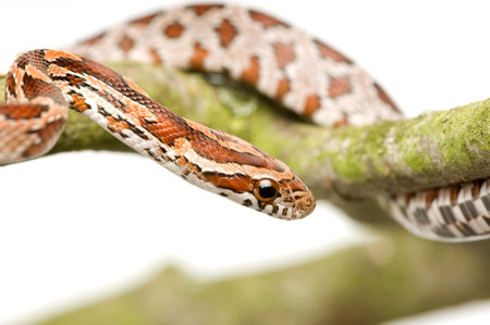 Corn Snake in front of a white background