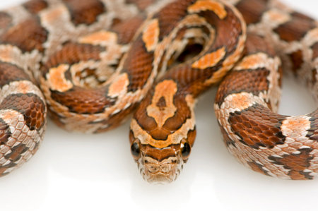 Corn Snake in front of a white background