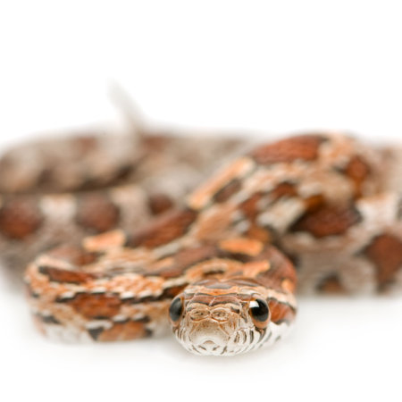 Corn Snake in front of a white backgroundの写真素材