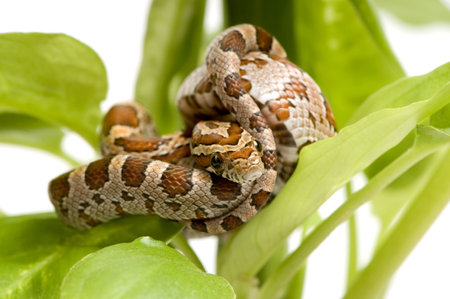 Corn Snake in front of a white background