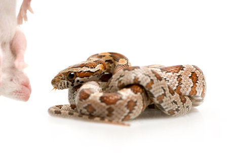 Corn Snake in front of a white background