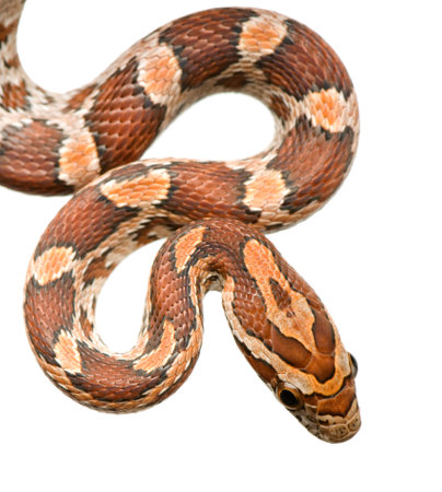 Corn Snake in front of a white background
