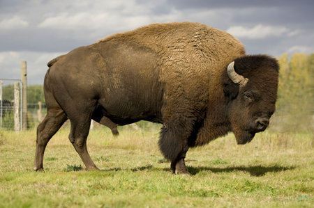 European Bisonの写真素材