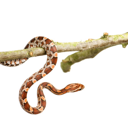 Corn Snake in front of a white background