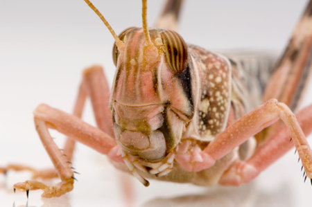 Desert locust in front of a white background