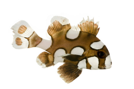 Harlequin or clown sweetlips in front of a white backgroundの写真素材