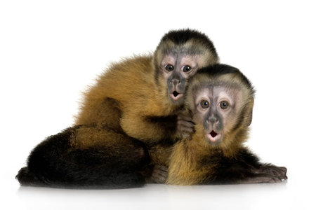 Two  Capuchins ( 3 months) in front of a white background
