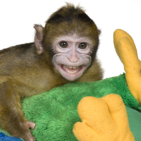  Barbary Macaque (3 months) in front of a white background