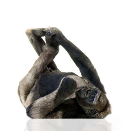 Young Silverback Gorilla in front of a white backgroundの写真素材